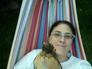 Araucana hen on a hammock