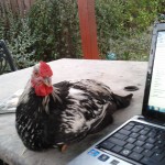 Silver Laced Wyandotte curious about computer