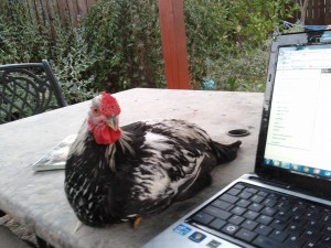 Silver Laced Wyandotte curious about computer