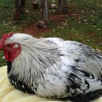 Sally Rooster