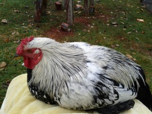 Silver Laced Wyandotte chicken