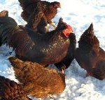 Laura Haggarty, Pathfinders Farm's Buckeye Chickens
