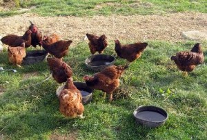 Laura Haggarty, Pathfinders Farm's Buckeye Chickens