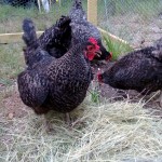 Miranda Lowry's Lovely Cuckoo Maran Hens -- They lay dark brown eggs!