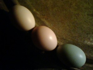 Egg Line-up by Lisa Breuer