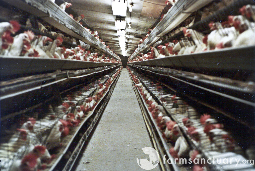 http://www.urbanchickenpodcast.com/wp-content/uploads/2013/06/Endless-Battery-Cages-in-Egg-Factory-Farm-by-Farm-Sanctuary.jpg