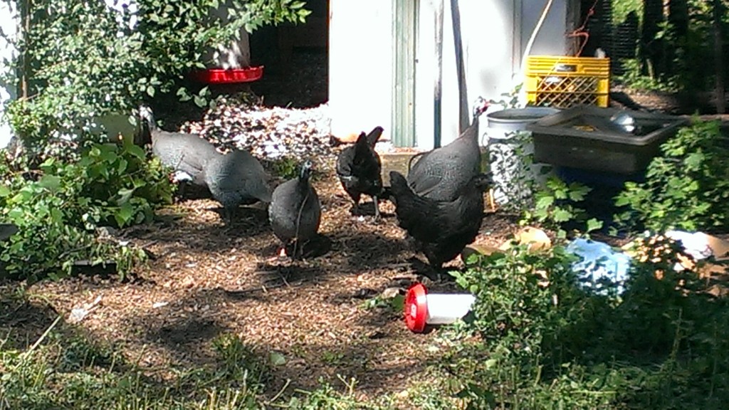 Growing Hope Volunteer, Donald Wilson's Backyard Flock in Michigan