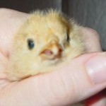 Scissor-beaked Buffy as a Chick -- photo by AinaWGSD