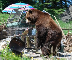 Bear Helping Himself to Bird Coop - photo by OnceAndFutureLaura