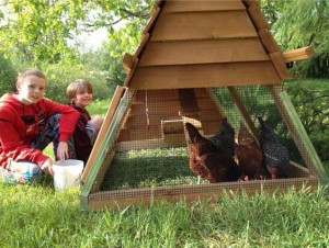 Carol Wyss-Mason's hens in their tractor -- photo by C.B. Wyss Mason