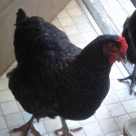 Coco the Cuckoo Marans