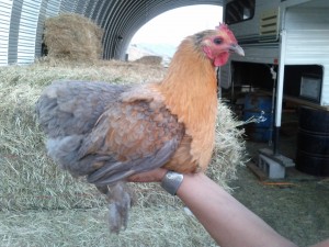 Tiny (the half breed hen) - photos by Lisa Beuer