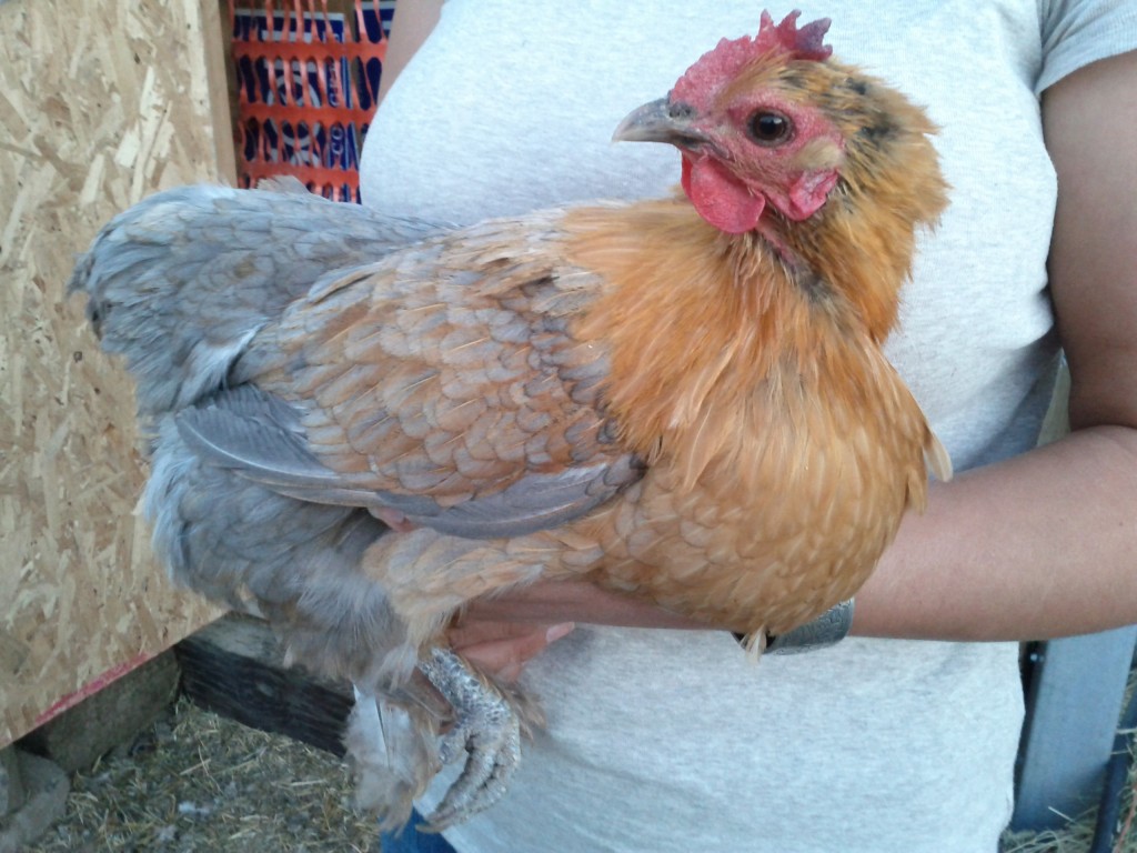 Tiny (1/2 Buff Orpington and 1/2 Blue Cochin) Hen -- photo by Jen Ptiino