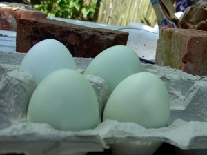 Natural Blue Eggs - photo by jacksonoffice2003