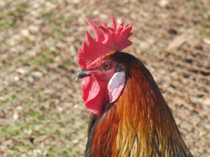 Rooster with White Earlobes - photo by Dave Kilman