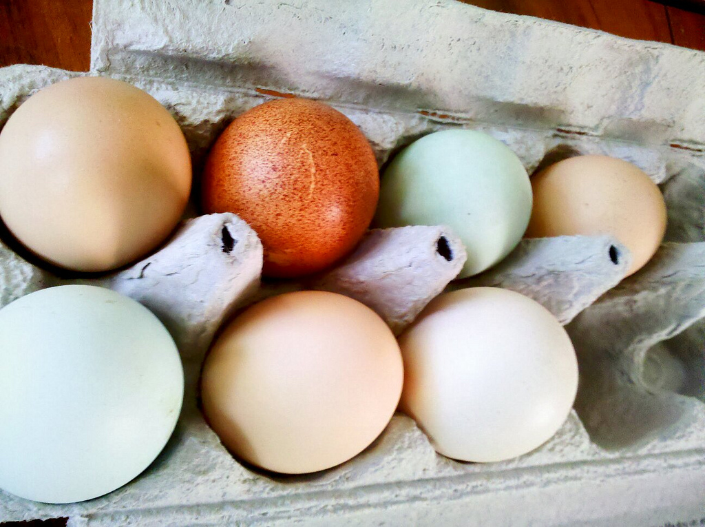 Chicken Breed Egg Color Chart