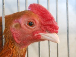 Chicken with Red Earlobes - photo by mikecogh