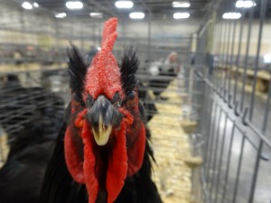 Angry Chicken -- photo by Jen Pitino