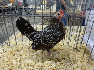 PNPA October 2013 Poultry Show
