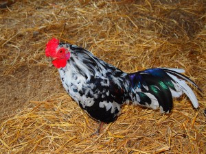 Kentucky Speck Rooster - photo by chicken boy 13