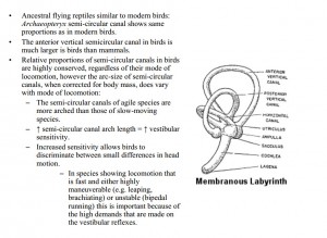 The Inner Ear of a Bird