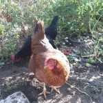 Beatrix in the Tomatillo Patch - photo by Jen Pitino