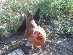 Beatrix in the Tomatillo Patch - photo by Jen Pitino