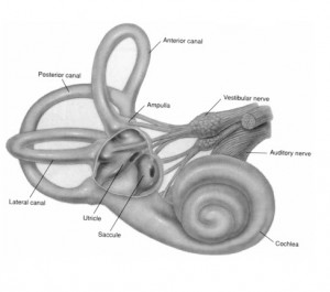 Inner ear diagram