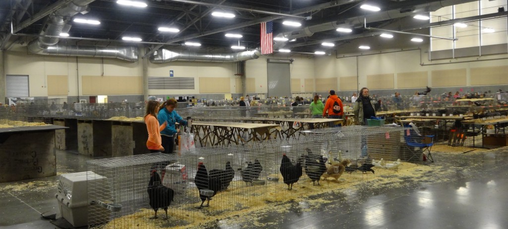 PNPA Poultry Show October 2013 - photo by Jen Pitino 