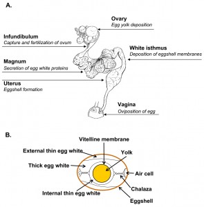 oviduct chart - by Jonchère et al. BMC Genomics 2010 11:57