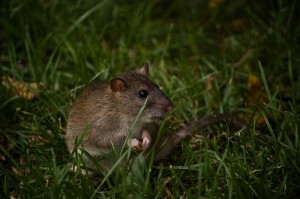 Rats - photo by bert_m_b
