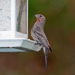 Bird in the Rain - photo by John K