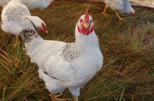 A Delaware Chicken at Scratch A-Lot Farm - photo courtesy of Lee Lynn Thompson