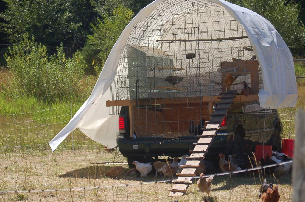 Pasture-Raised Chickens - photo courtesy of Lee Lynn Thompson