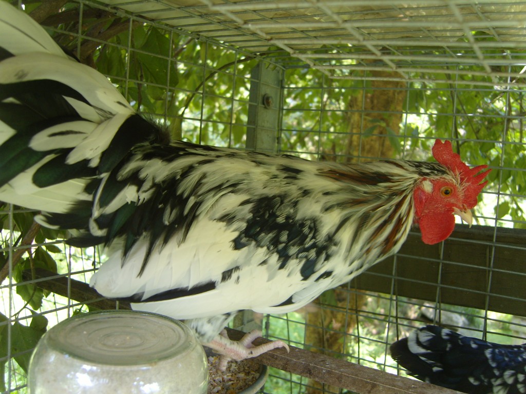 Kentucky Specks Rooster - Photo by elmfarm87