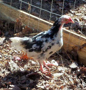 Young Kentucky Specks  Chicken - photo by Daniel Graybeal