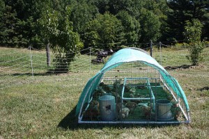 Rustic Chicken Tractor - photo by Liz Castro