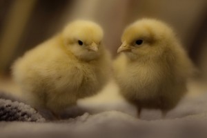 Two Chicks - photo by Kevin Cortopassi