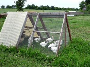 Chicken Tractor - photo by jessicareeder