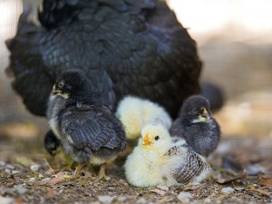 Hen with Chicks - photo by Tambako the Jaguar