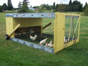 Chicken Tractor - photo by BusyHandsQuilts