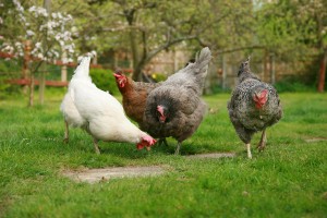 Chickens in the Garden - photo by The Garden Smallholder