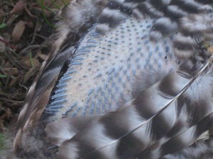 Pin Feathers Coming In - photo by Thomas Pix 