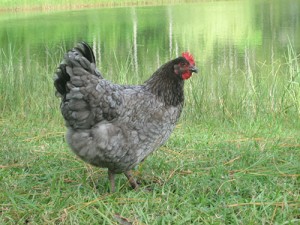 Blue Maran Hen - photo courtesy of Bev Davis