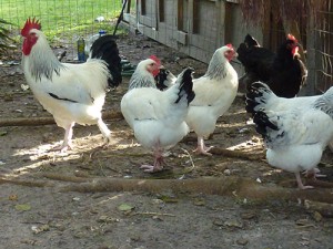 Columbian Marans - - photo courtesy of Bev Davis