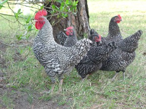 Cuckoo Marans - photo courtesy of Bev Davis