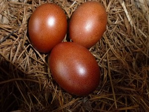 Maran Eggs - photo courtesy of Bev Davis