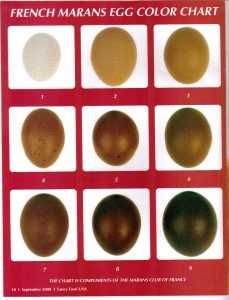Marans egg color chart