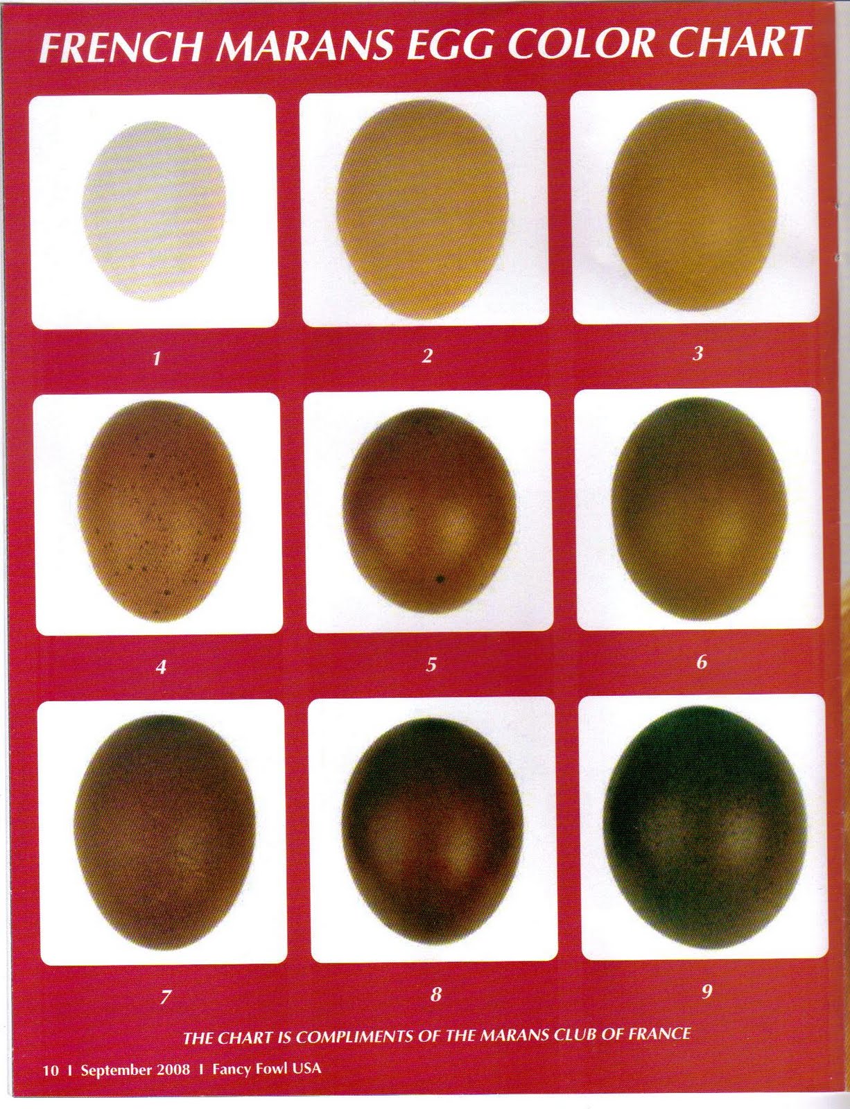 Chicken Egg Color Chart By Breed