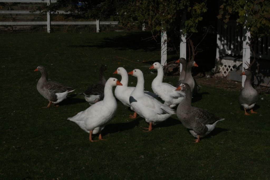 Pilgrim Geese - photo courtesy of Tony Albritton 